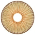 kazzue gorgeous brown colored contact lens